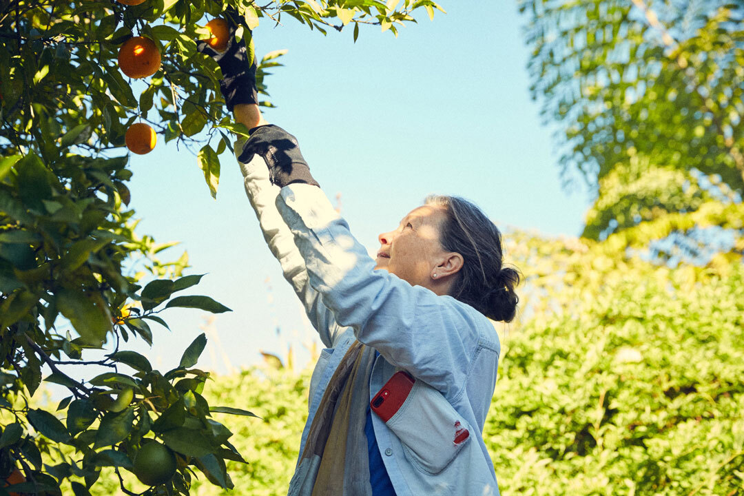 Food Forward Non Profit Volunteer Picking Fruit